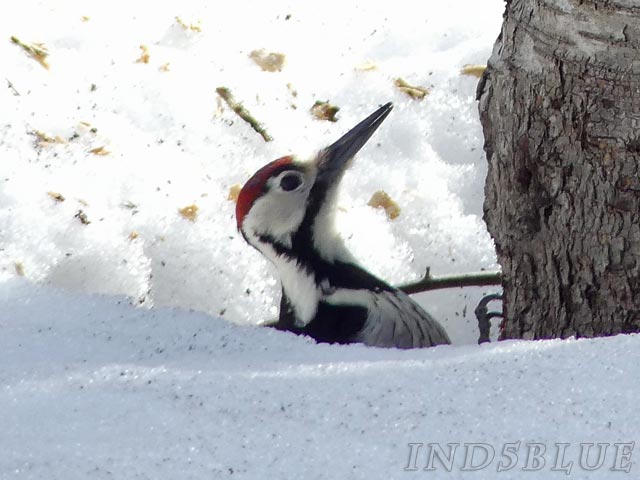 オオアカゲラ