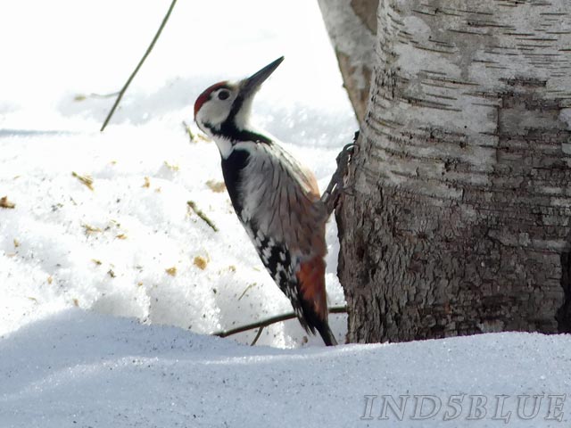 オオアカゲラ