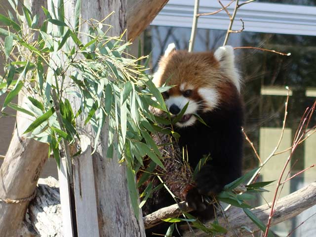 笹のを食べるレッサーパンダ