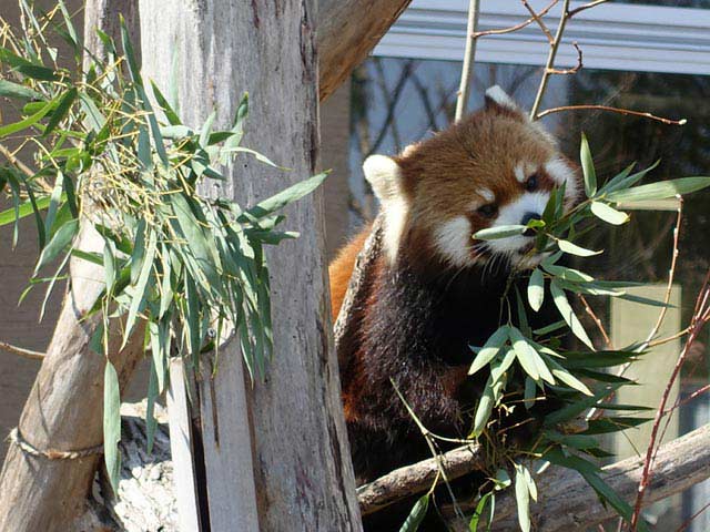 笹の葉を食べるレッサーパンダ