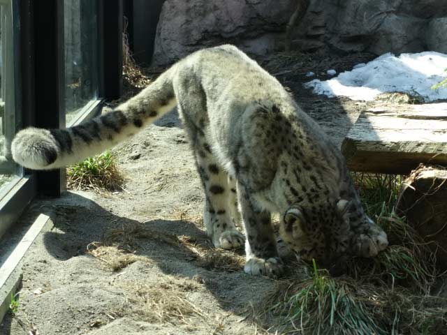 穴を掘るユキヒョウ