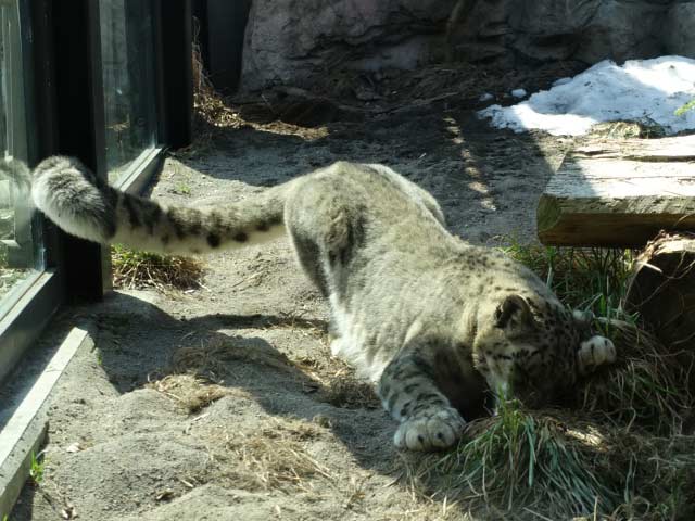 地面に頭をこすりつけるユキヒョウ