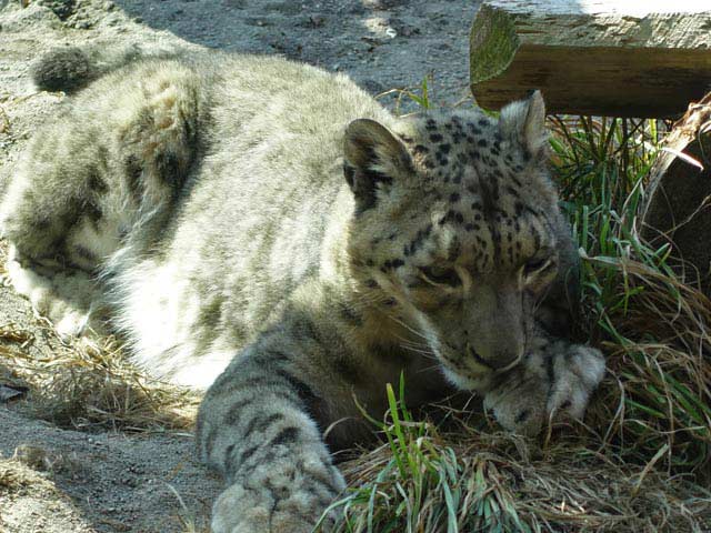 ユキヒョウの顔