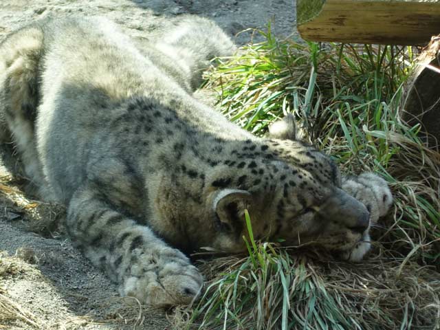 眠るユキヒョウ