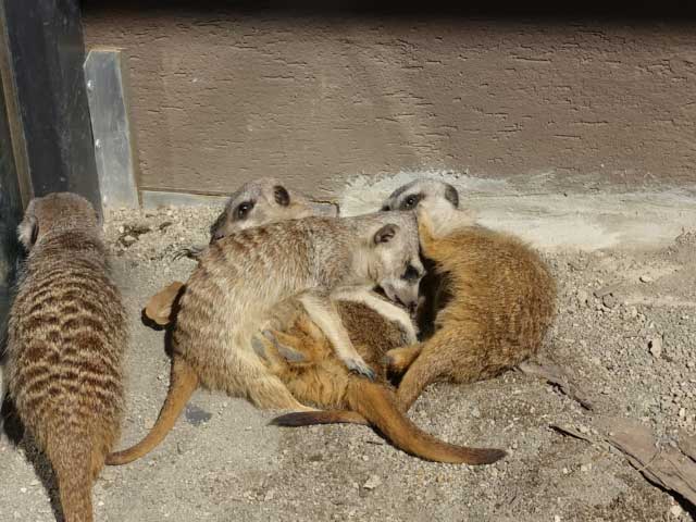 じゃれ合うミーアキャット