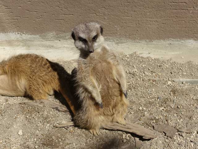 立っているミーアキャット