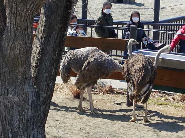 餌を食べるダチョウ