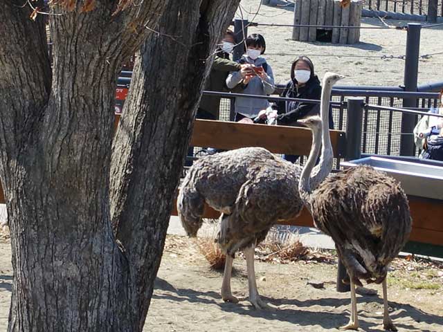 ダチョウの餌場