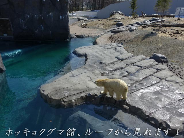 ホッキョクグマ館、ルーフから