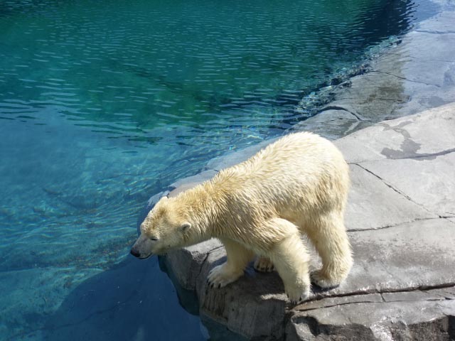 水中を見るホッキョクグマ