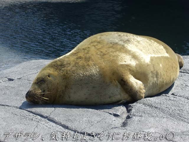 アザラシ、日光浴