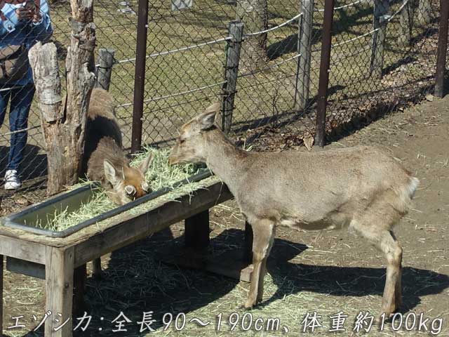 干し草を食べるエゾシカ