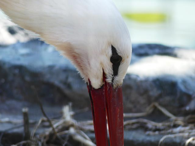 シュバシコウの赤いクチバシ