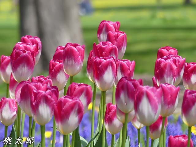 百合が原公園チューリップ、桃太郎