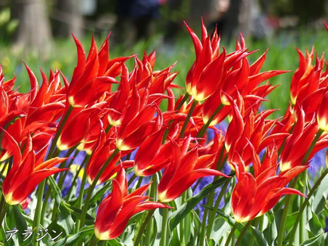 百合が原公園チューリップ、アラジン