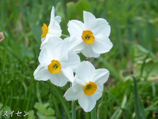 百合が原公園、スイセン、白