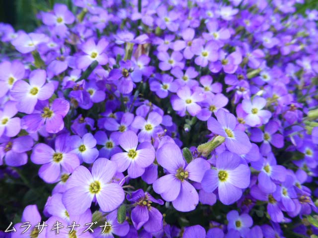 百合が原公園、ムラサキナズナ