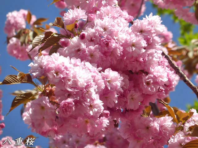 百合が原公園、八重桜