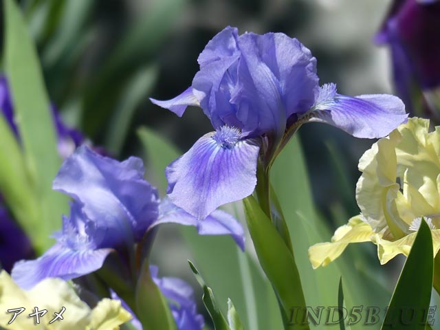 百合が原公園、アヤメ