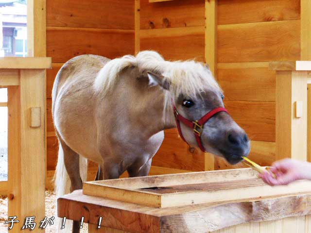 ニンジンを食べる新馬