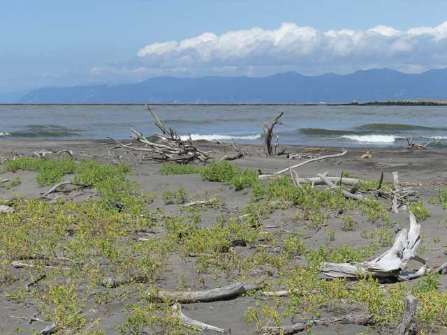 はまなすの丘公園、流木が沢山