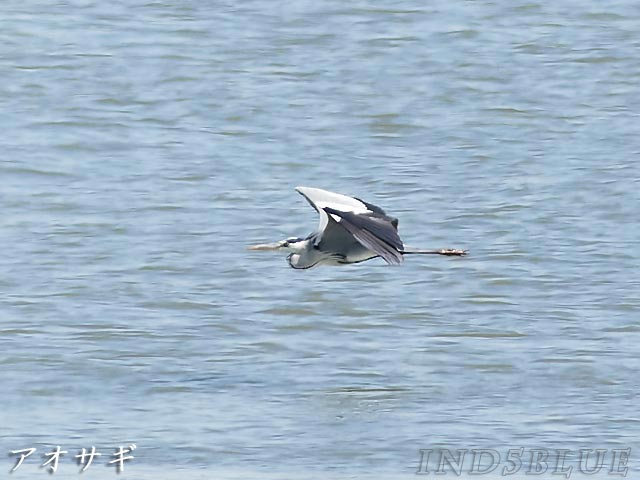 はまなすの丘公園、アオサギの飛行シーン