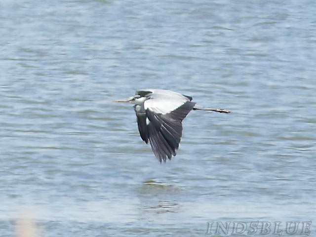 はまなすの丘公園、アオサギの飛行シーン