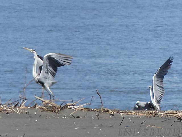 はまなすの丘公園、アオサギの飛び立ち