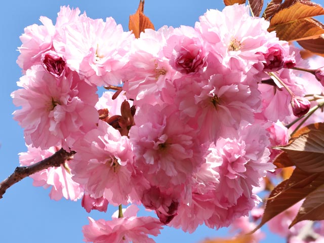 旭山記念公園、八重桜