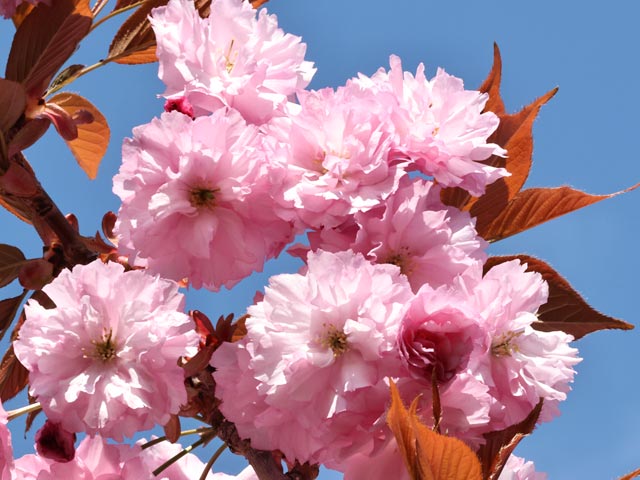 旭山記念公園、八重桜