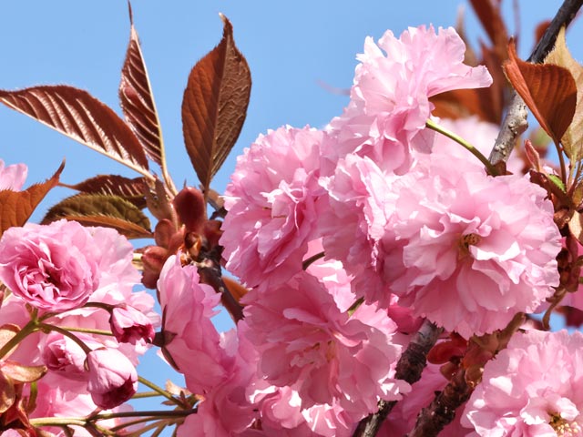 旭山記念公園、八重桜