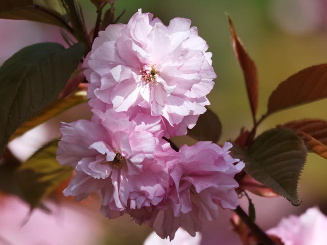 旭山記念公園、八重桜