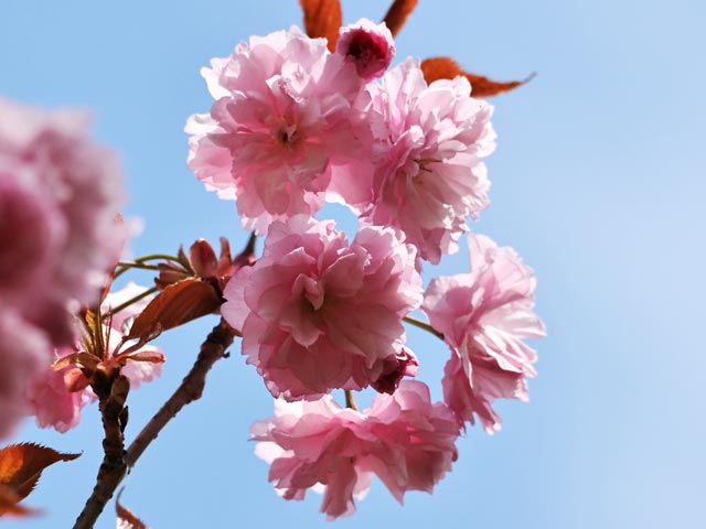 旭山記念公園、八重桜