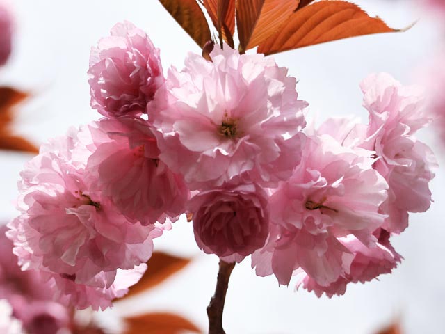 旭山記念公園、八重桜