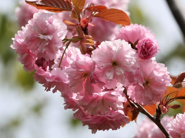 旭山記念公園、八重桜