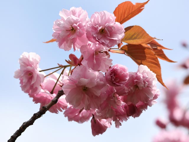 旭山記念公園、八重桜