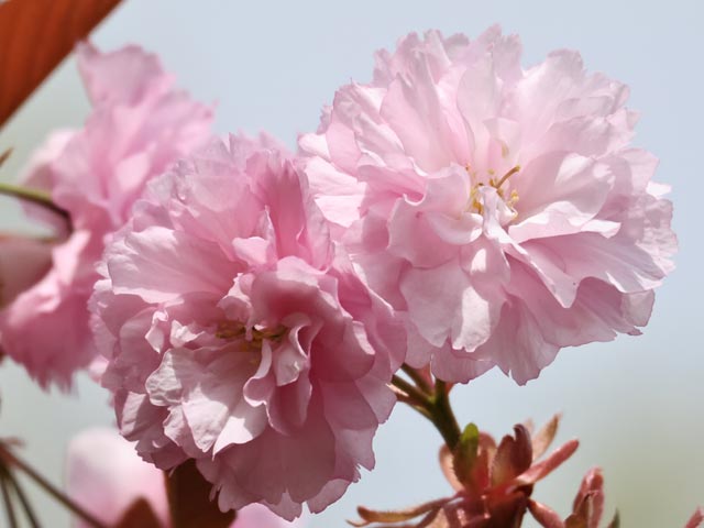 旭山記念公園、八重桜