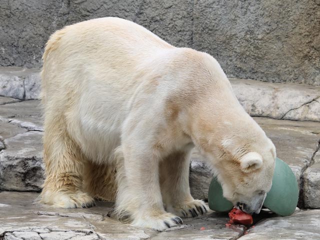 ホッキョクグマ