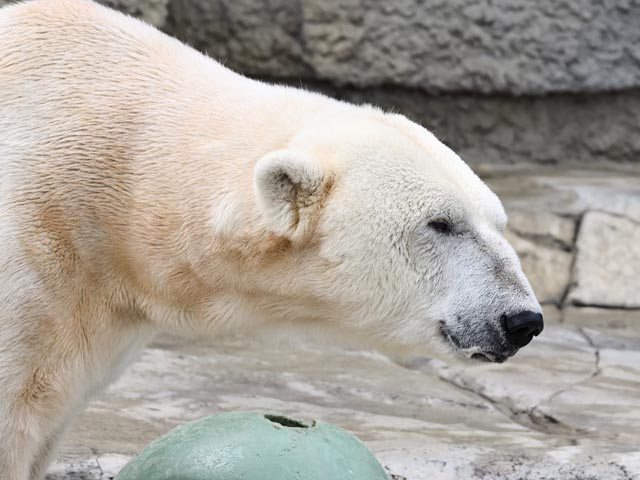 スイカを食べるホッキョクグマ