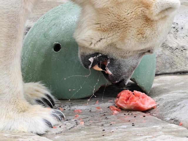 スイカを食べるホッキョクグマ