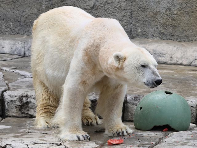 ホッキョクグマ