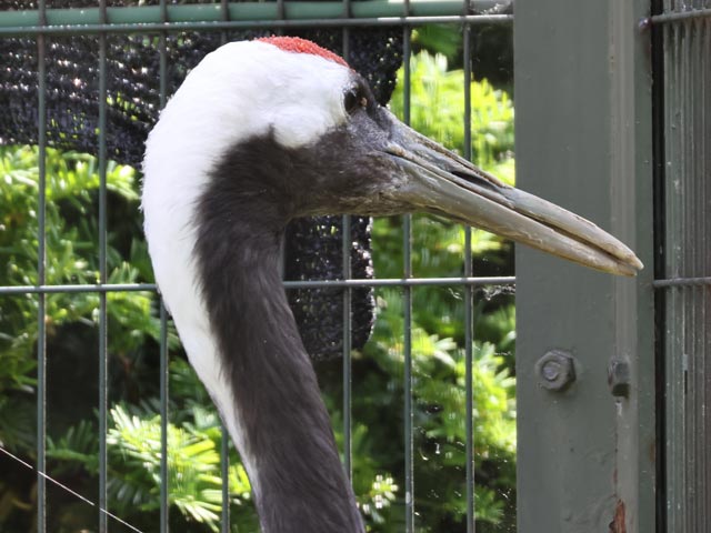 タンチョウ、顔