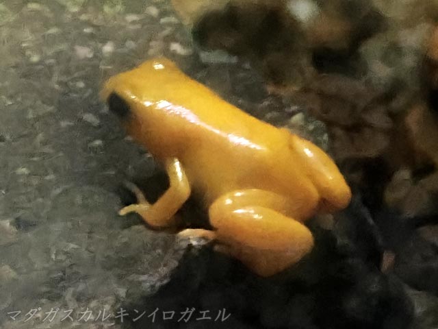 マダガスカル・キンイロガエル