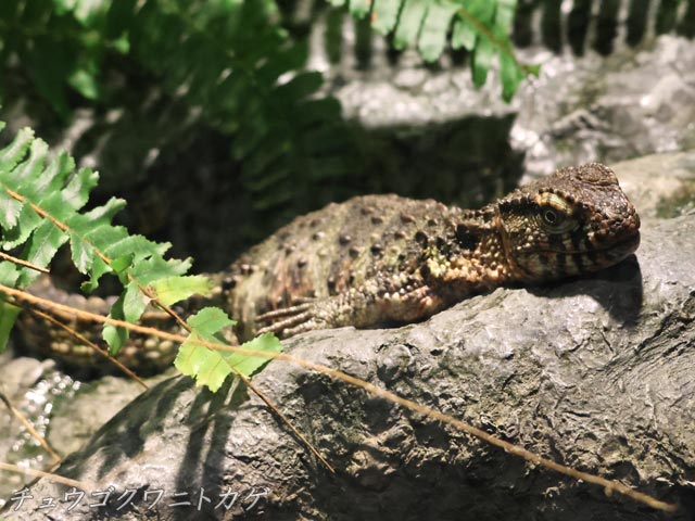 チュウゴクワニトカゲ