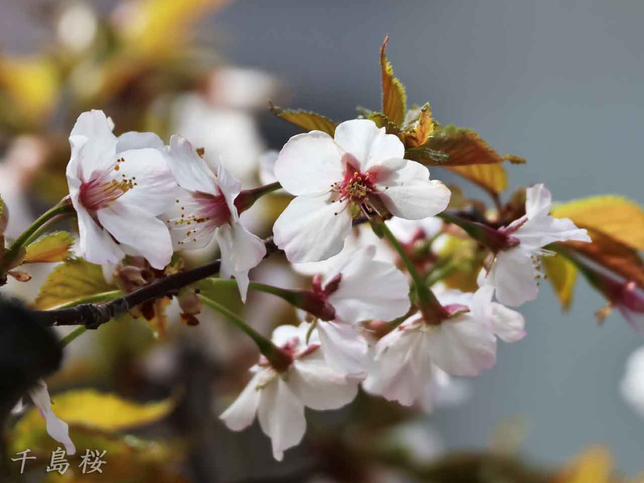 千島桜、白