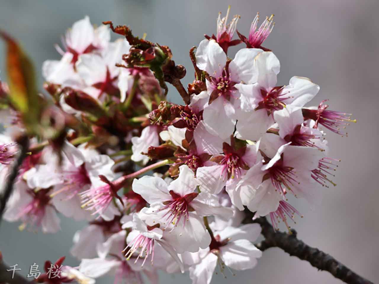 千島桜