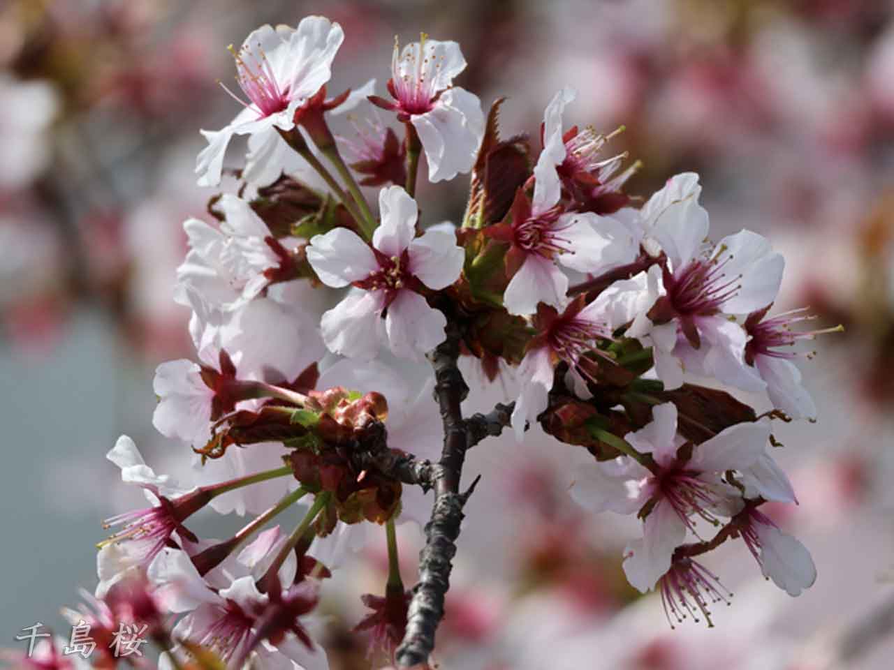 千島桜