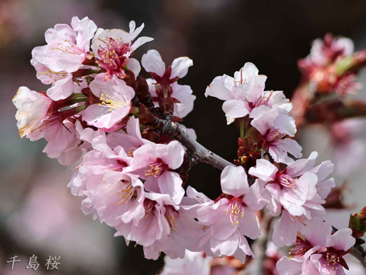 千島桜