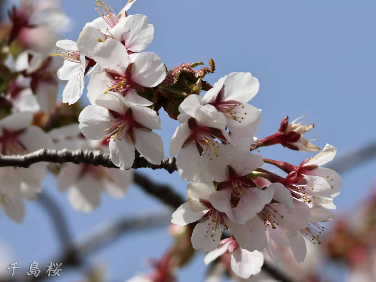 千島桜