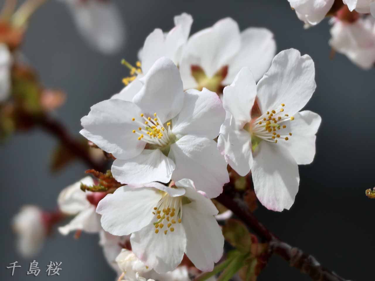 千島桜、白